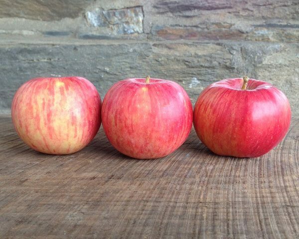 Northern Spy Vermont apples eco bulk