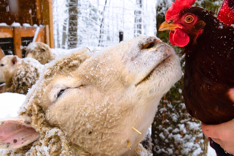 Too few farm 6x48 (1)