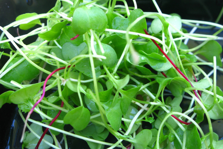 Microgreens.600x480