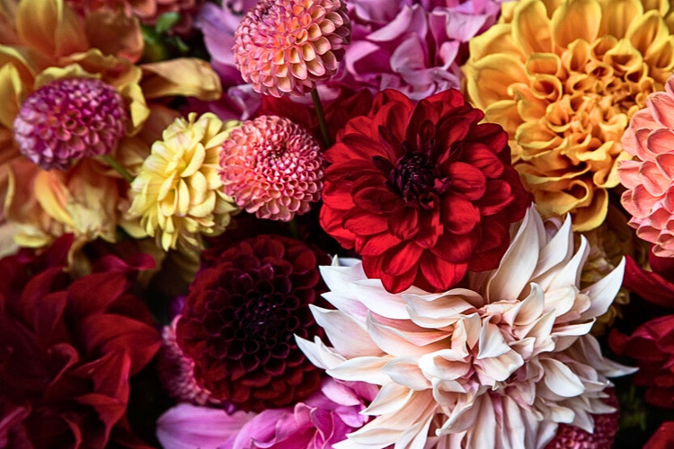 Dahlias ftw 6x48 (2)