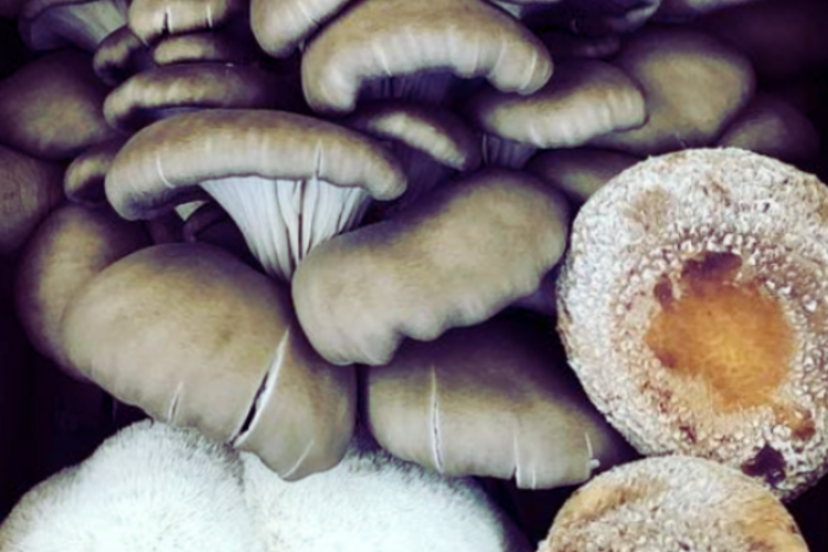 Ftw mushroom magic
