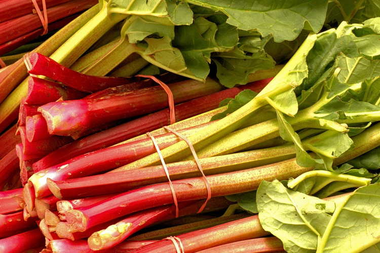 Ftw rhubarb '26