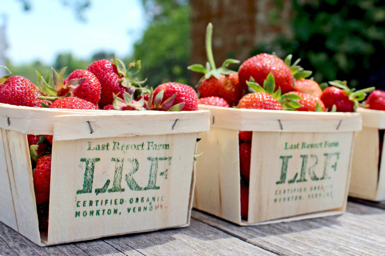 Strawberries last resort 6x48 (1)