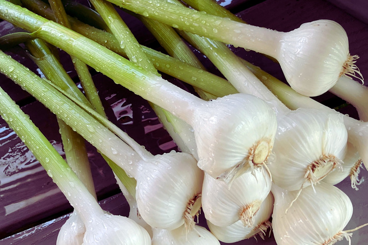 Trillium fresh garlic 6x48
