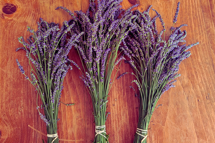 Lavender bundles 6x48