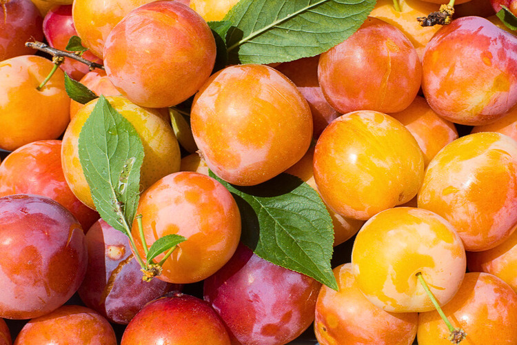 Golden shiro plums 6x48 (1)