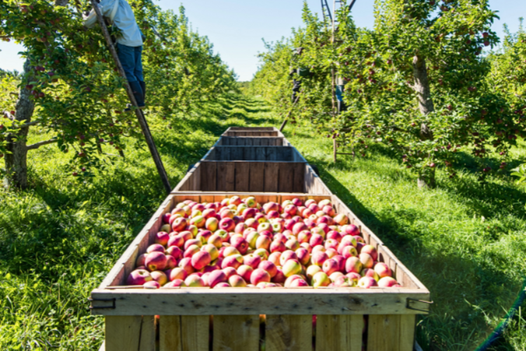 Ftw apple season