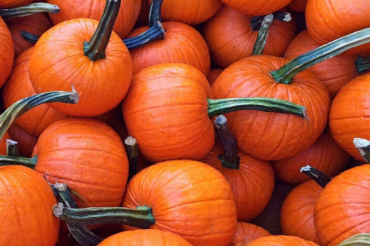 Squash pie pumpkin 600x480
