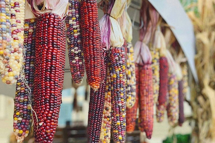 Decorative corn 6x48