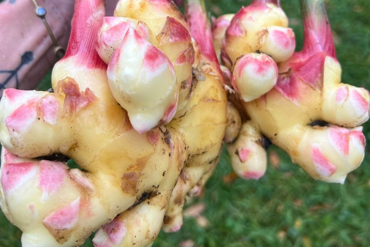 Fresh ginger scott 6x48