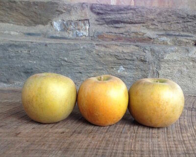 roxbury russet apple