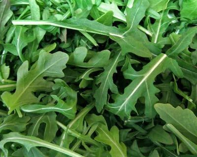 large leaf arugula organically grown Vermont