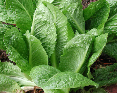 organic vermont grown romaine lettuce