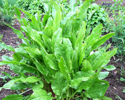 sorrel organic vermont grown