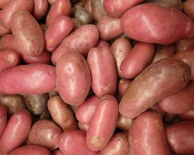 organic red fingerling potatoes