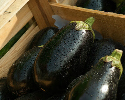 organic italian eggplant