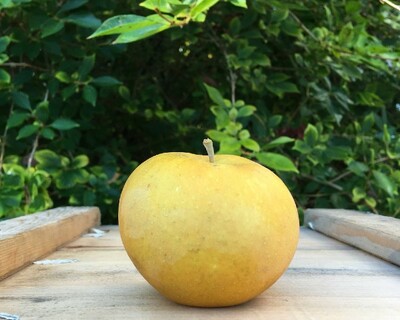 apple heirloom russet st. edmunds