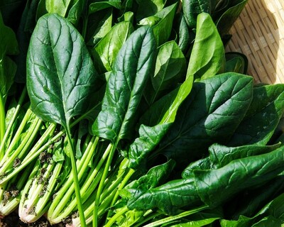 a bunch of spring vermont spinach