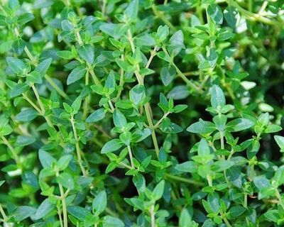 fresh herbs thyme bunch