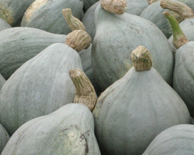organic squash baby blue hubbard winter