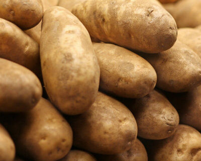 organic russet potatoes