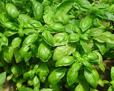 fresh basil leaves