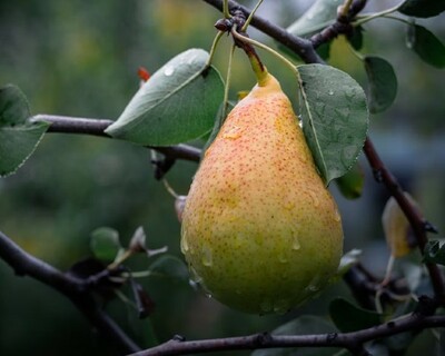 sunrise pear