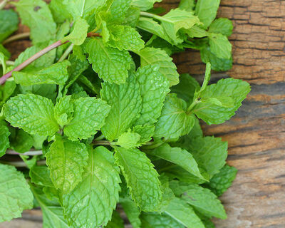 spearmint