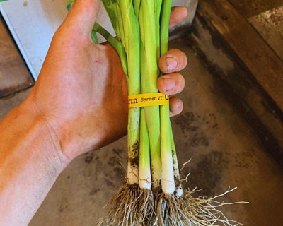 organic bunched baby leeks