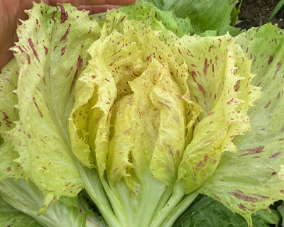 castelfranco radicchio organic vermont grown