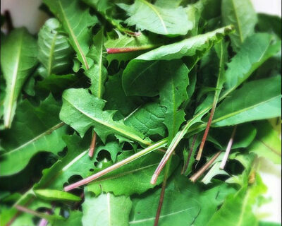 organic dandelion greens