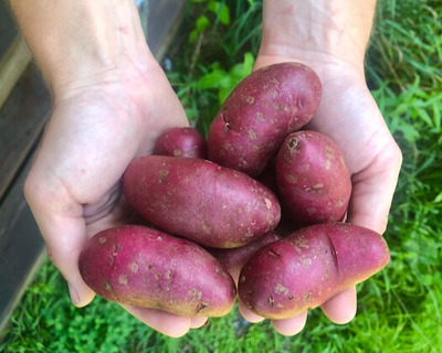 organic amarosa fingerlings