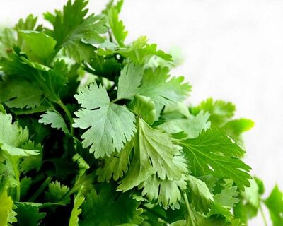 organic bunched cilantro