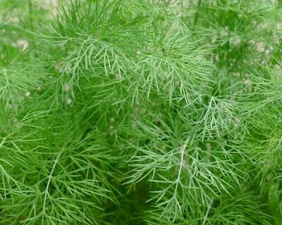 organic dill vermont grown