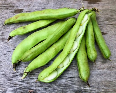organic fava beans vermont