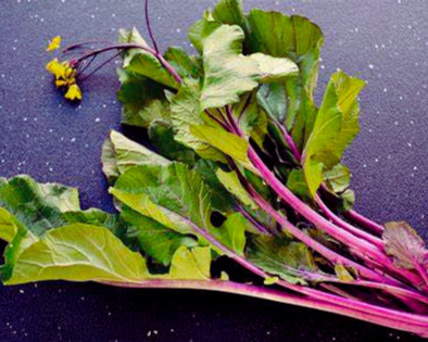 organic vermont grown hon sai tai