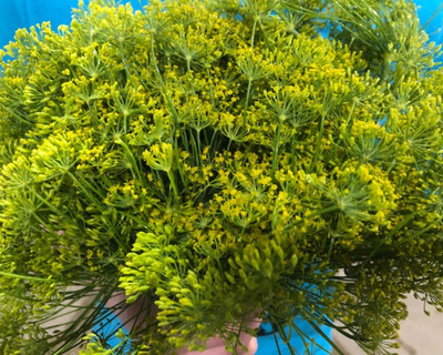 a bunch of dill flowers held by someone lovely in a bright blue shirt