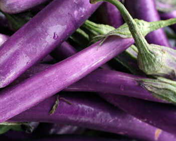 japanese eggplant