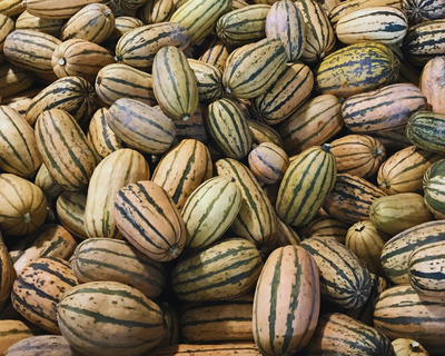 honeyboat delicata squash in a large bin