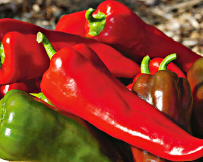 carmen peppers organic vermont