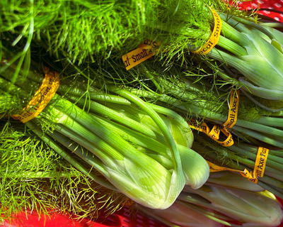bunched baby fennel organic vermont
