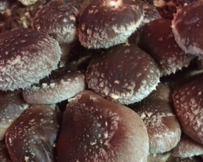 organic shiitake mushrooms
