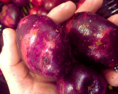 vermont grown organic purple viking potatoes