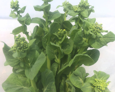 vermont organic tatsoi rapini