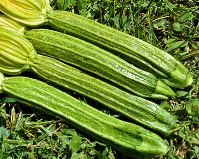 organic vermont grown pantheon zucchini
