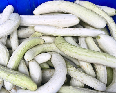 organic vermont white itachi cucumbers