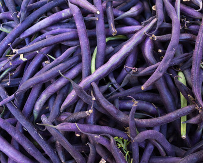 organic vermont grown purple beans