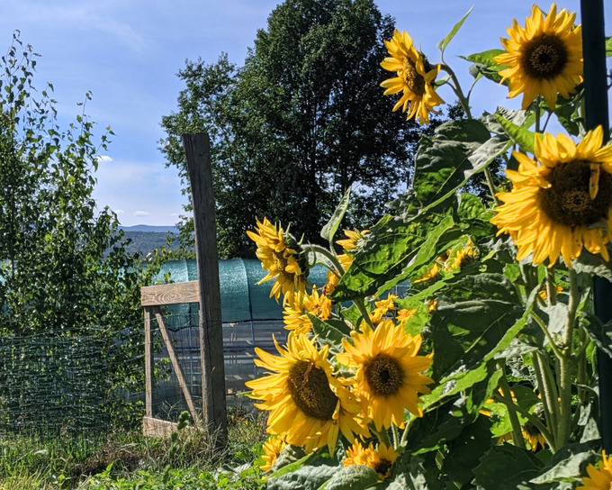 hillside lane farm in vermont