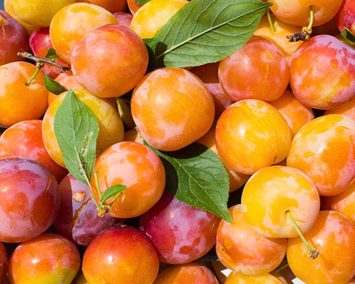 pennsylvania grown golden shiro plums