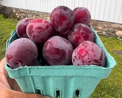 oishi wase plums eco vermont